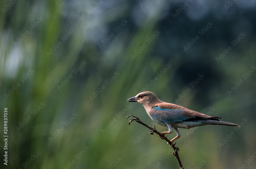 Fototapeta premium Eurasian Roller sitting on perch of tree