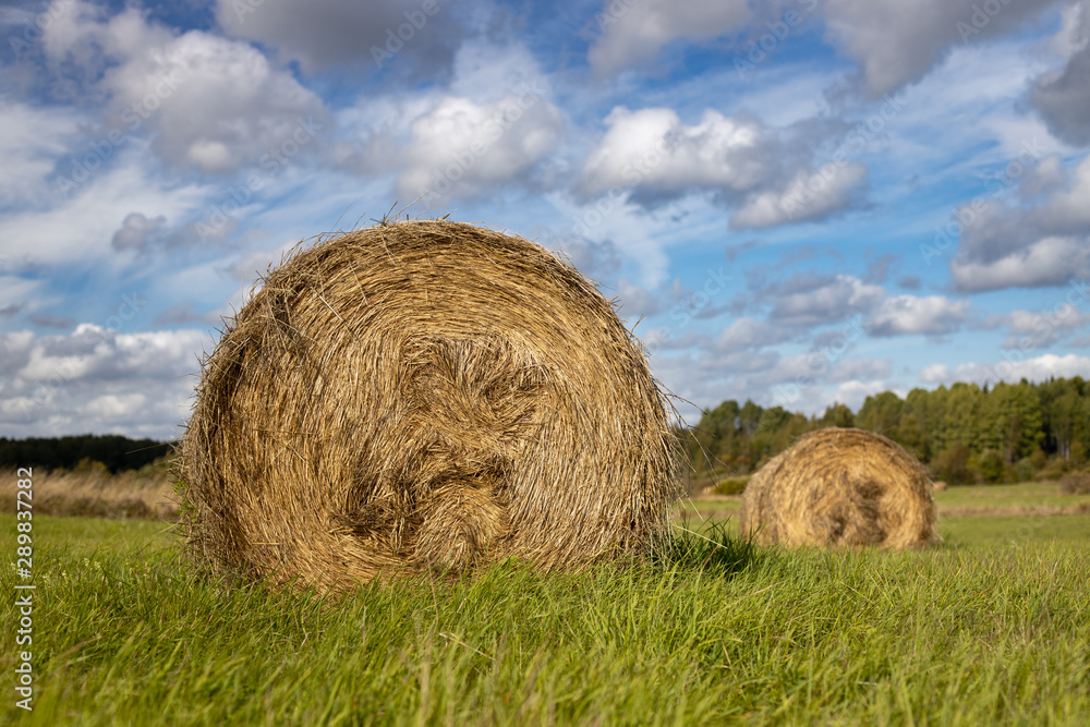 Stacks of straw on the field. Sunny weather. Blurred background Stacks of straw on the field. Sunny weather. Blurred background