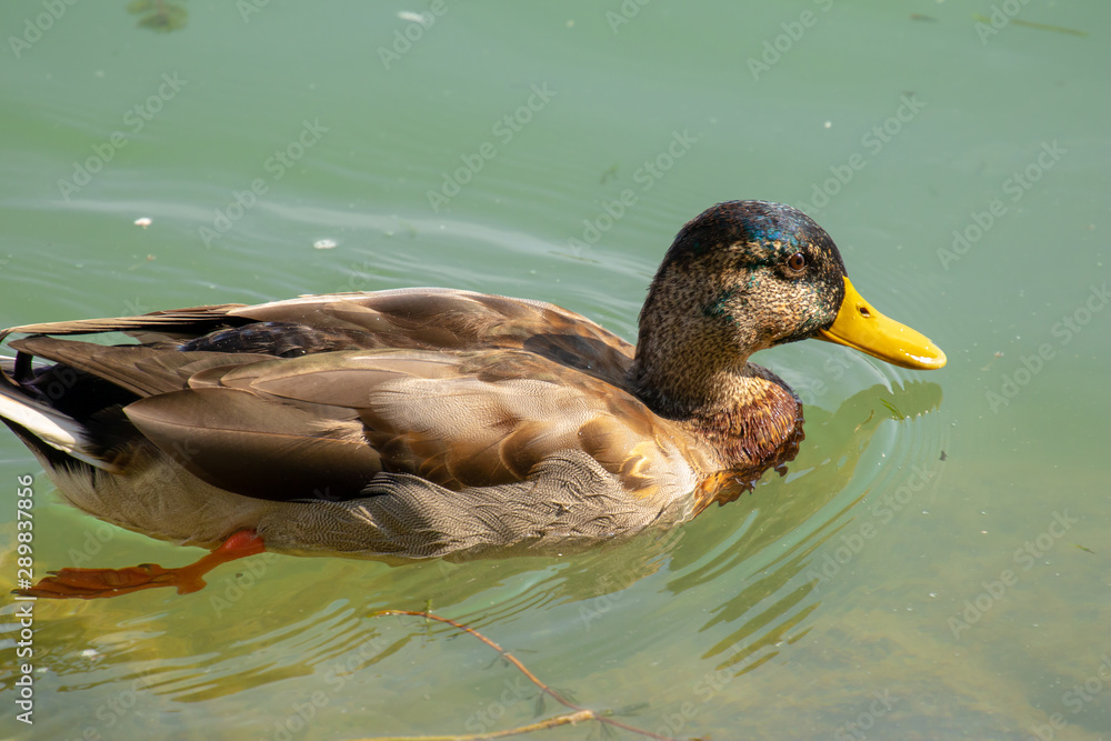 Fototapeta premium Vogelwelt am Plattensee in Ungarn