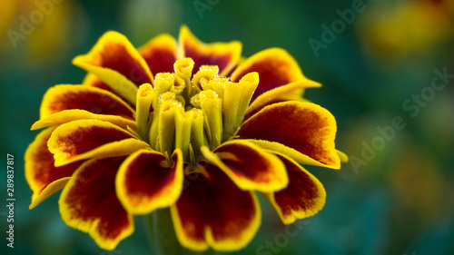 closeup of yellow flower