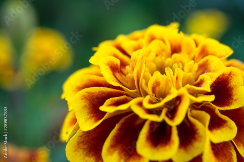 closeup of yellow flower