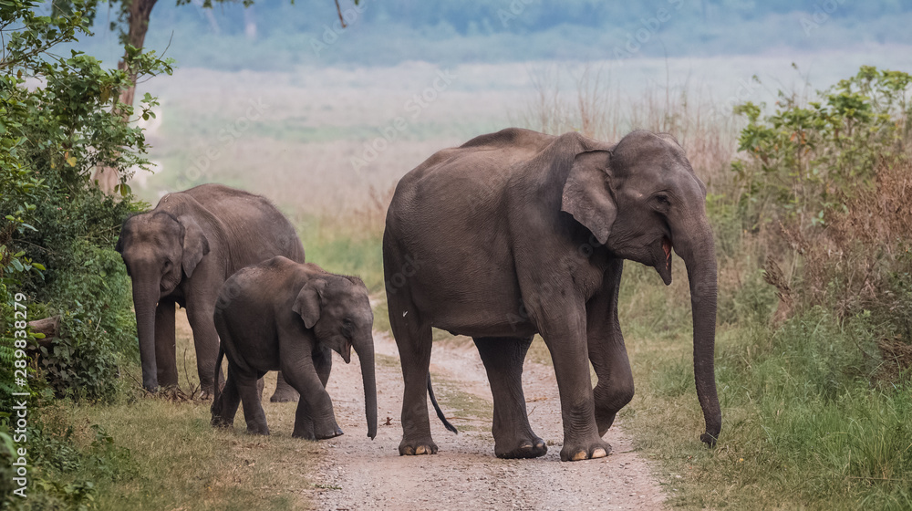 Fototapeta premium Asian Big Elephant with family roaming at Jim Corbett National Park