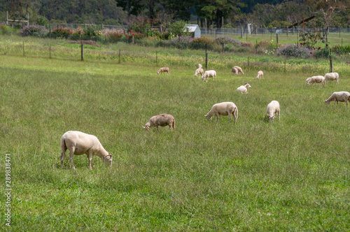 Flock of sheep grazing on green grass paddock © Olga K
