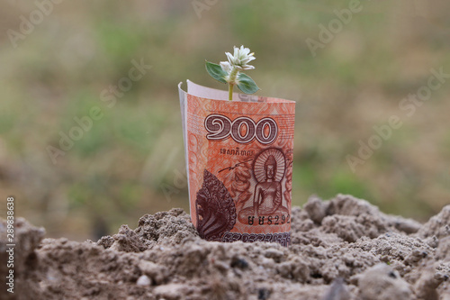 Rolled banknote money one hundred Cambodian Riel and young plant grow up from the soil.