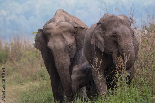 Asian Big Elephant with family roaming at Jim Corbett National Park