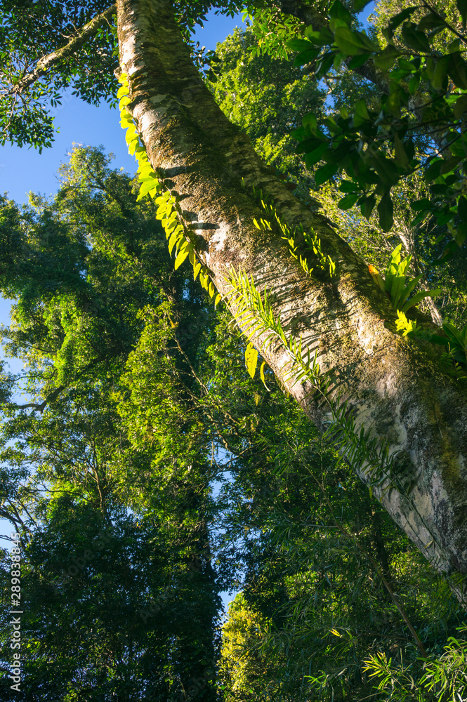 Fototapeta premium Tropical rainforest tree with variety of climbing plants in its trunk