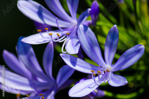 Close up macro of a violet agapanthus with a dark background