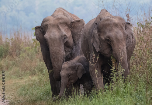 Asian Big Elephant with family roaming at Jim Corbett National Park