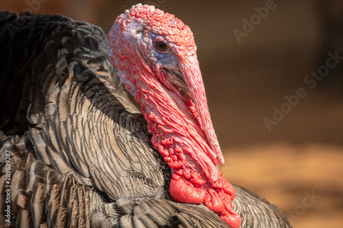 Portrait of a turkey on a farm