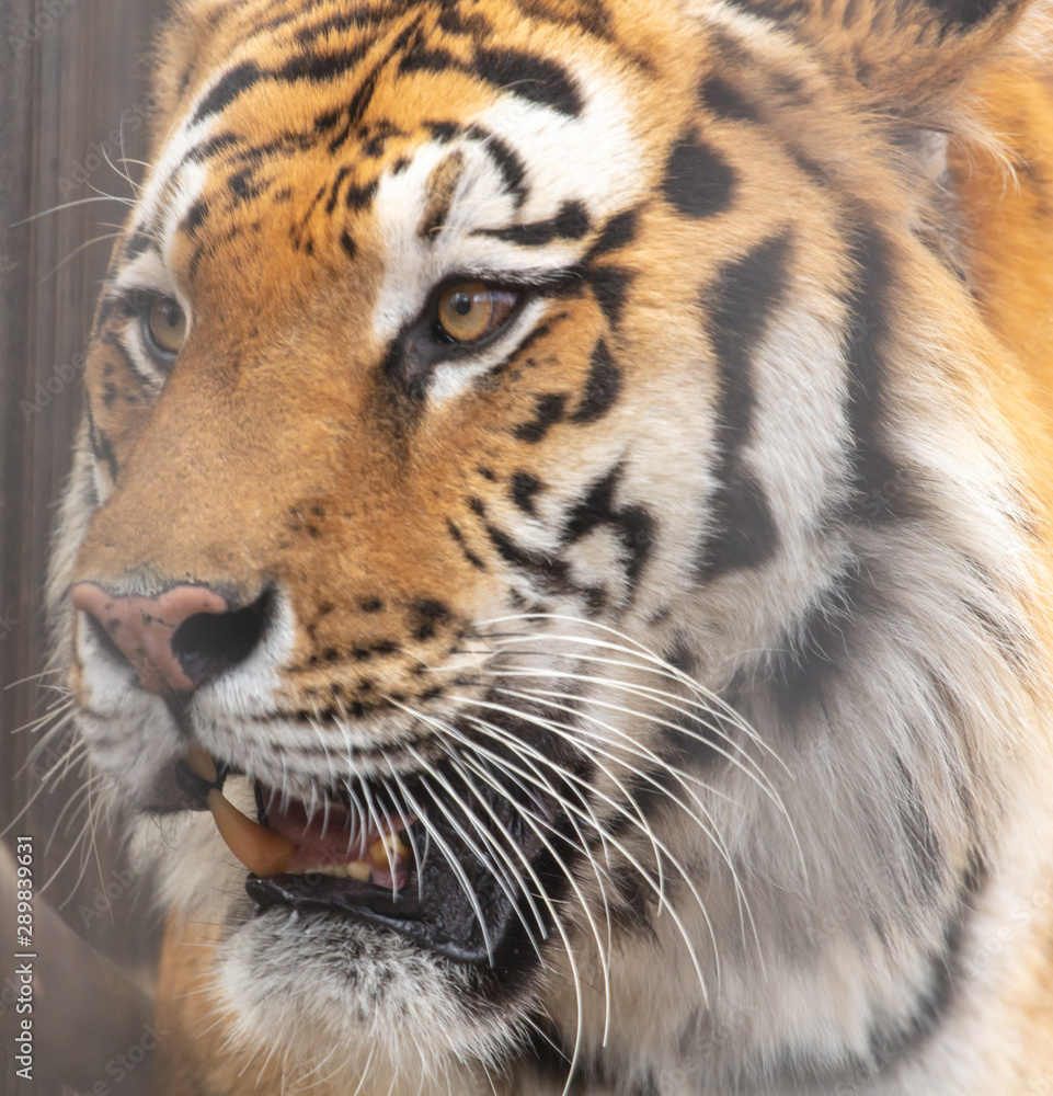 Portrait of an Ussuri tiger in a zoo