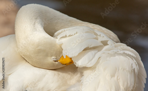 Portrait of a white swan in a zoo