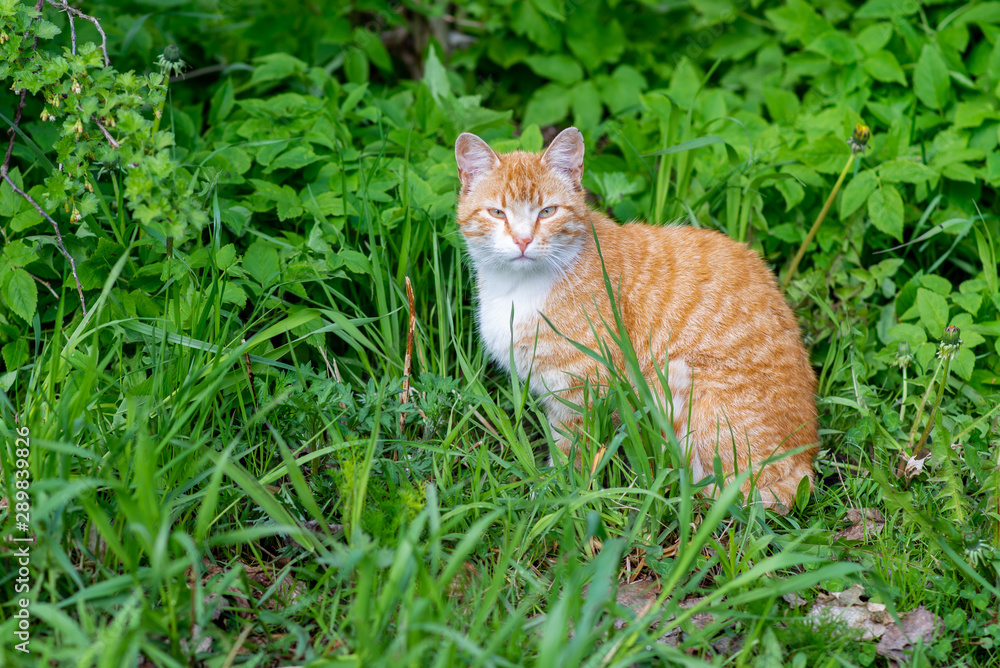 red cat stands in the grass