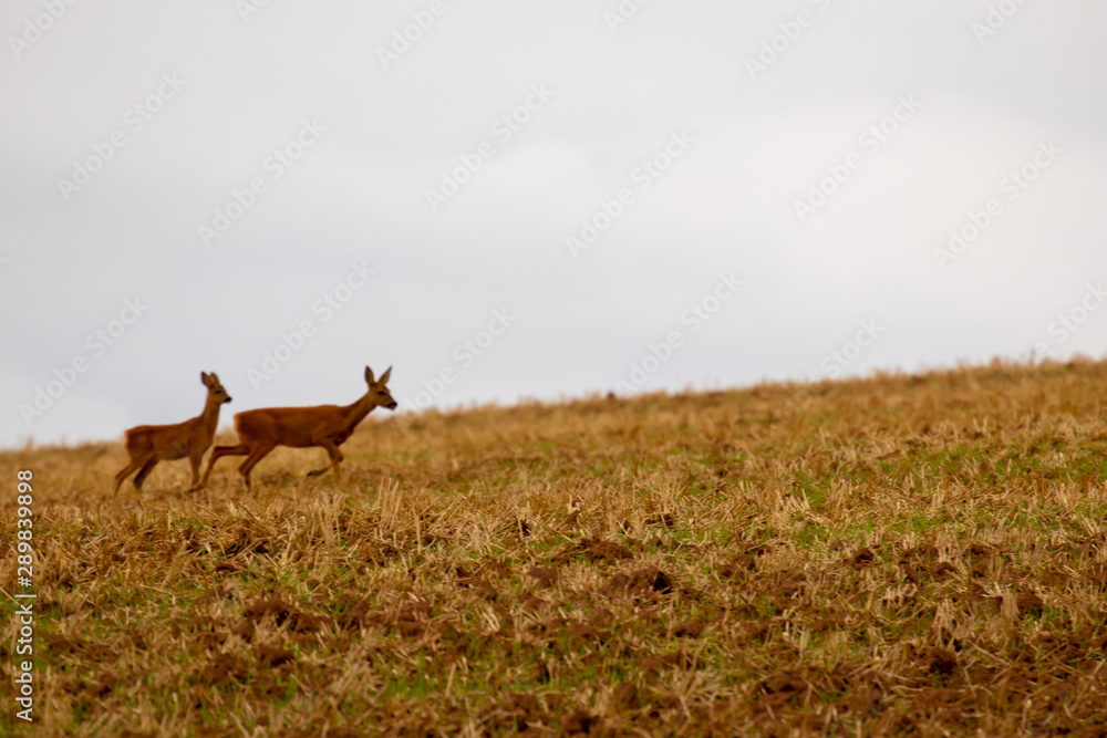 Fototapeta premium Rehe grasen auf dem Feld