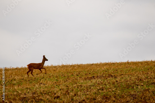 Rehe grasen auf dem Feld