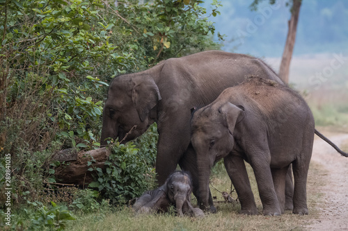 Asian Big Elephant with family roaming at Jim Corbett National Park