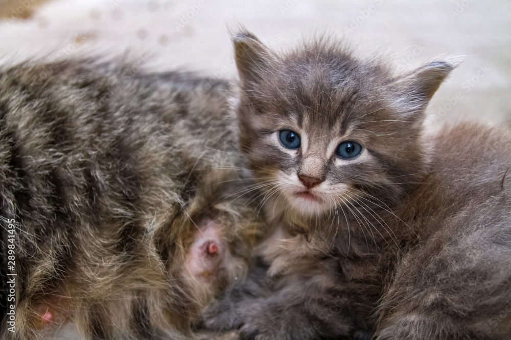 Naklejka premium baby cute cat