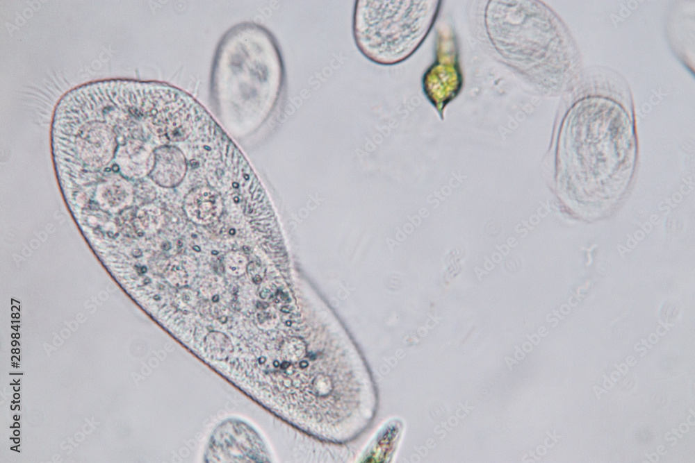 Photo & Art Print Paramecium caudatum is a genus of unicellular ...