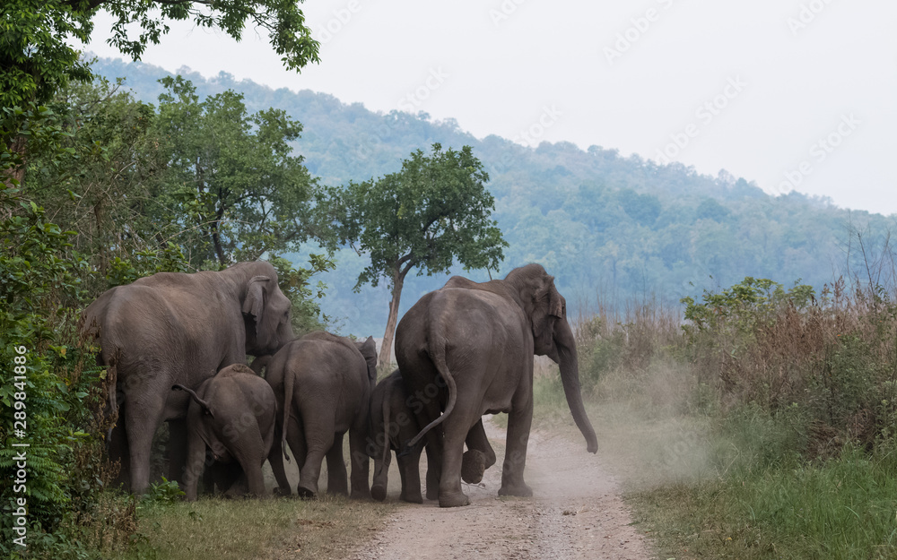Obraz premium Asian Big Elephant with family roaming at Jim Corbett National Park