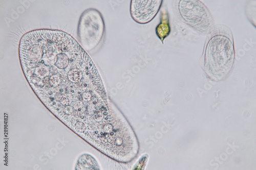 Tela Paramecium caudatum is a genus of unicellular ciliated protozoan and Bacterium under the microscope