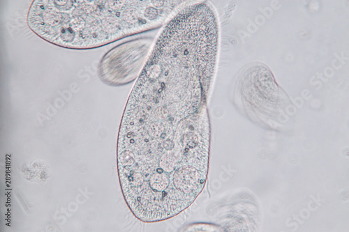 Fotografie Paramecium caudatum is a genus of unicellular ciliated protozoan and Bacterium under the microscope