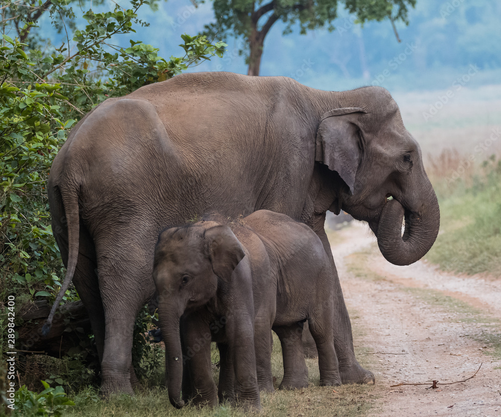 Asian Big Elephant with family roaming at Jim Corbett National Park