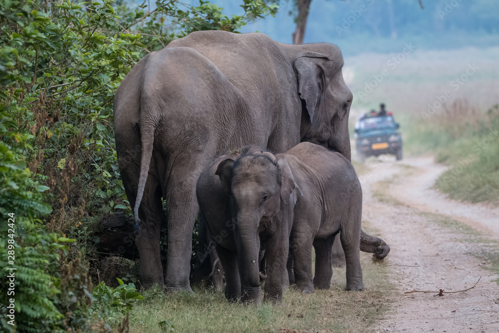 Asian Big Elephant with family roaming at Jim Corbett National Park