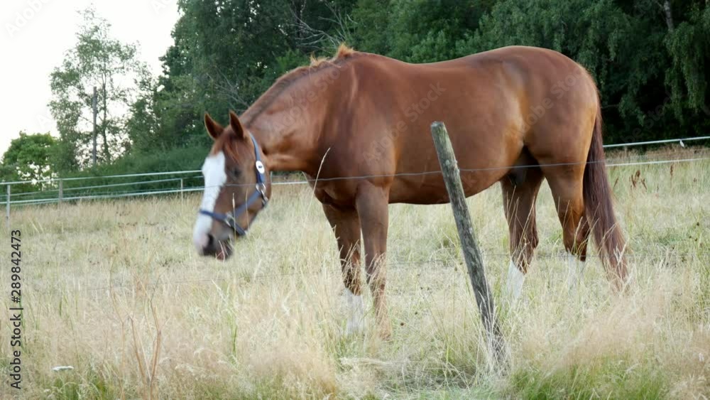Chestnut or brown horse with long mane grazing on a field near forest Chestnut or brown horse with long mane grazing on a field near forest