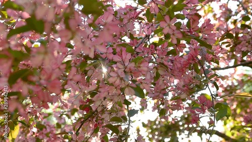 Wallpaper Mural The pink leaves of the trees in the park Torontodigital.ca