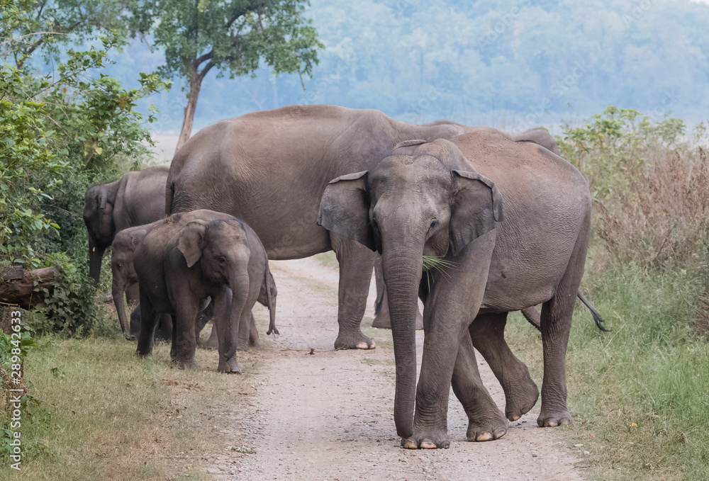 Fototapeta premium Duży słoń azjatycki z rodziną wędrującą w Parku Narodowym Jim Corbett