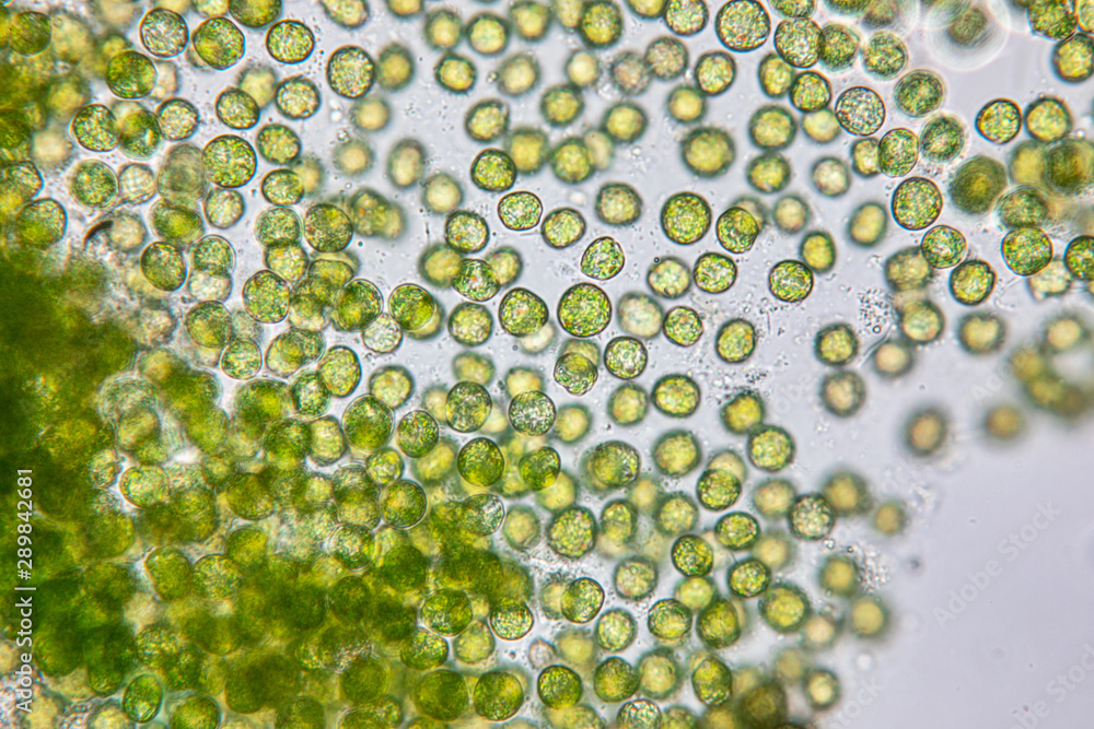 Education of chlorella under the microscope in Lab.