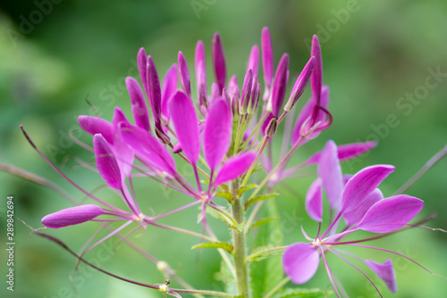 close up pink Spider Plant  also called Pink Queen  against green background