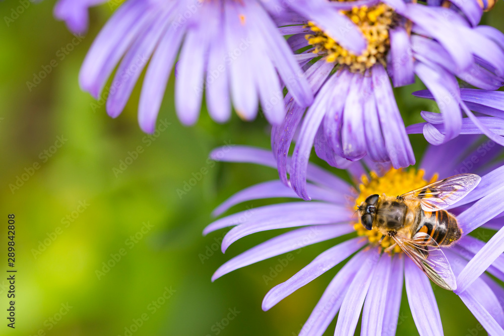Close up bee on blue aster. Purple flowers. Close up bee on blue aster. Purple flowers.