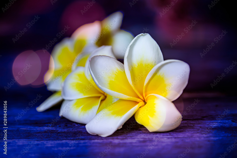 Plumeria - Frangipani flowers close up on a dark blurry background with bokeh effect
