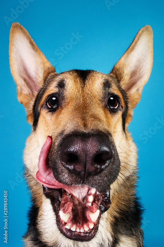 Beautiful german shepherd dog on blue background. Studio shot. Grey and brown colored.