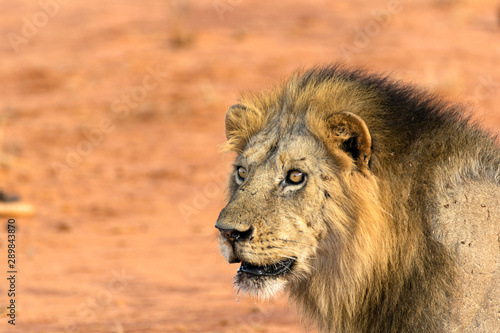 Fototapeta Naklejka Na Ścianę i Meble -  Portrait of a young lion