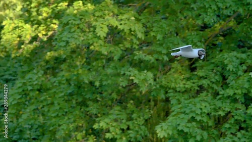 Wallpaper Mural The white bird flying so high in the river Torontodigital.ca