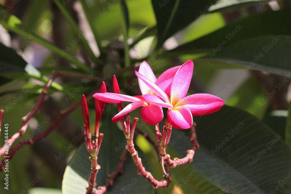 Pink plumeria flowers with green leaves on tree in garden