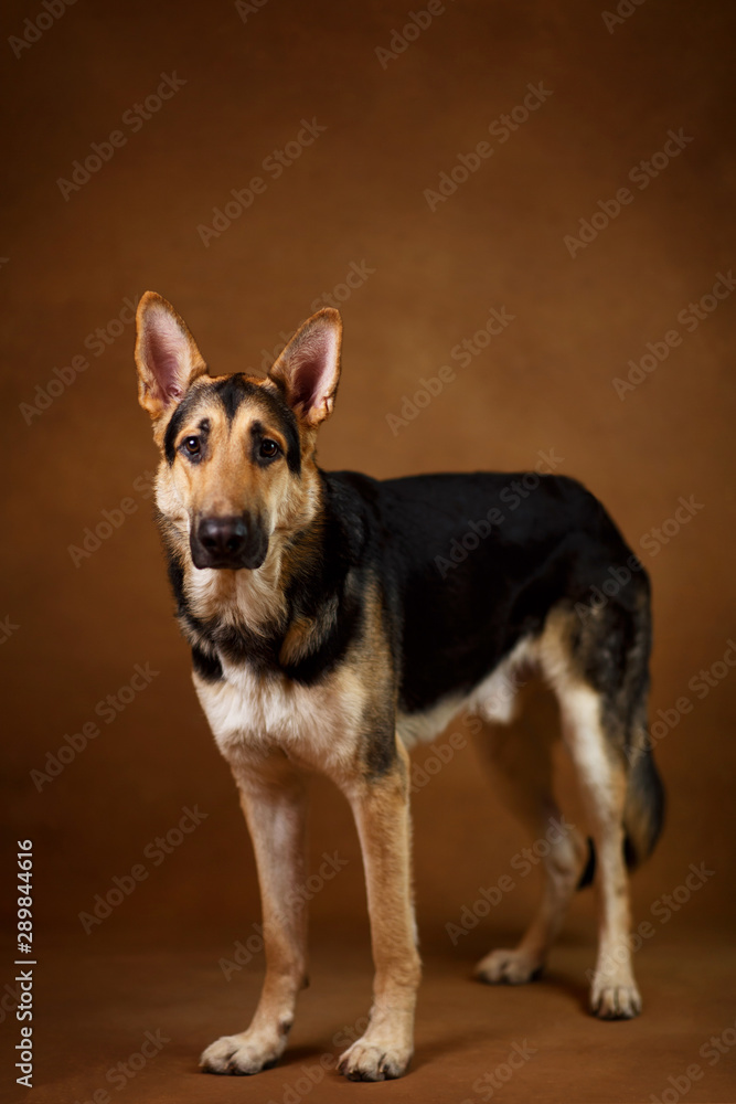Beautiful german shepherd dog on brown background. Studio shot. Yellow and black colored.