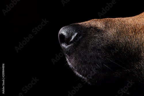 Fotografie close-up of a face black german shepherd in profile on black background
