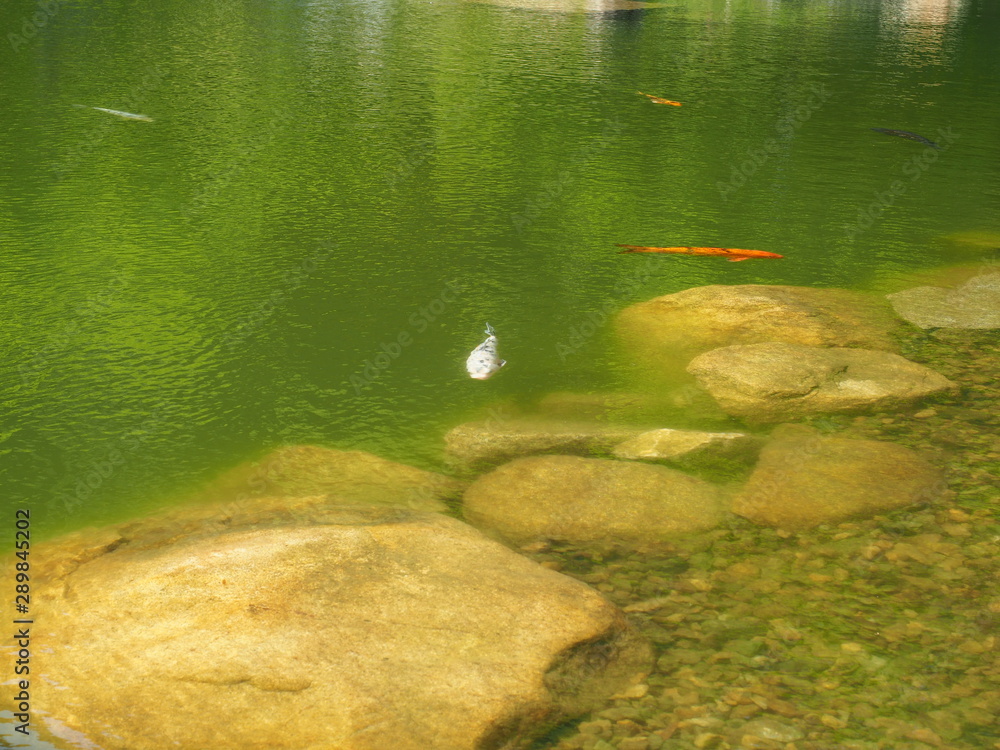 Obraz premium ニシキゴイ