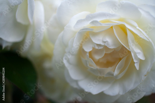 White roses in the garden (close up)