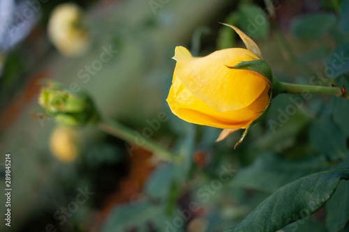 Yellow roses in the garden © Maxine