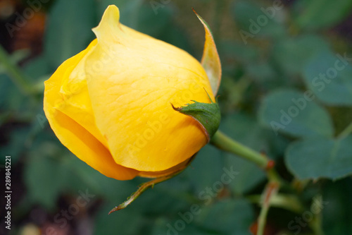 Yellow rose in the garden (close up) © Maxine