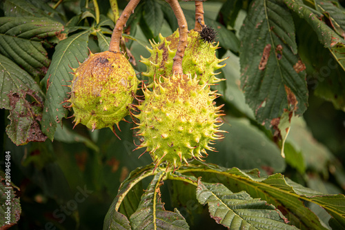 a brown ripe chestnut is still hanging from a chestnut tree whose leaves have been damaged by the miner moth