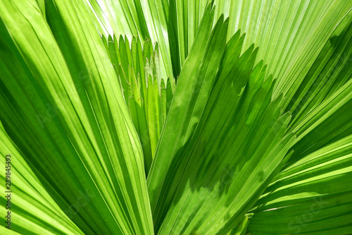 Green leaves pattern for Background.