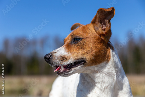 Portrait of Jack Russell Terrier. © madredus
