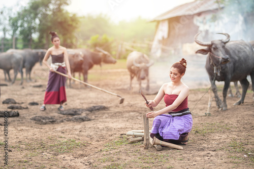 Beautiful two Asian women dressed in Traditional costume with buffalo at farmland,one sit on ground floor open firewood and one use spade dig ground in background.