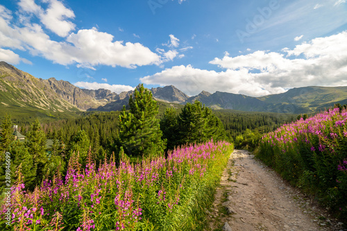 Fototapeta Naklejka Na Ścianę i Meble -  View of the Tatras mountains and colorful flowers in Gasienicowa valley.