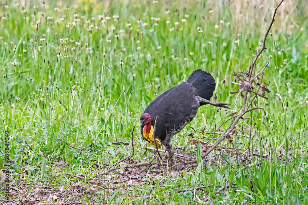 Fototapeta premium Bush turkey back kicking