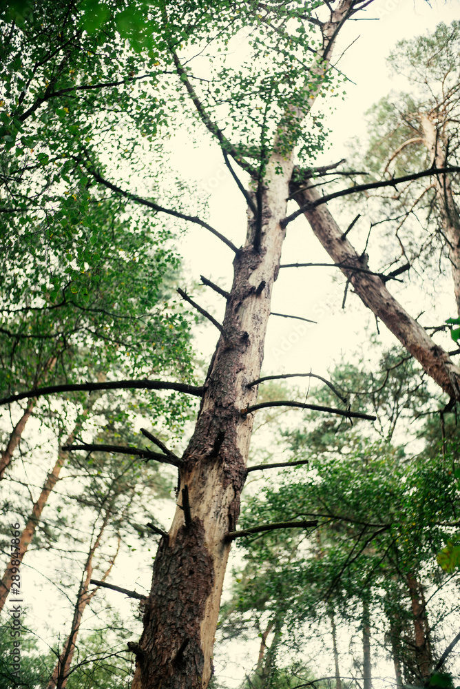 Fototapeta premium Wald bei Tostedt